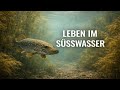 10 Fakten über das Leben im Süßwasser