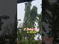 A Rainy Day at Kerala #rain #kerala