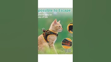 Escape Proof Cat Harness