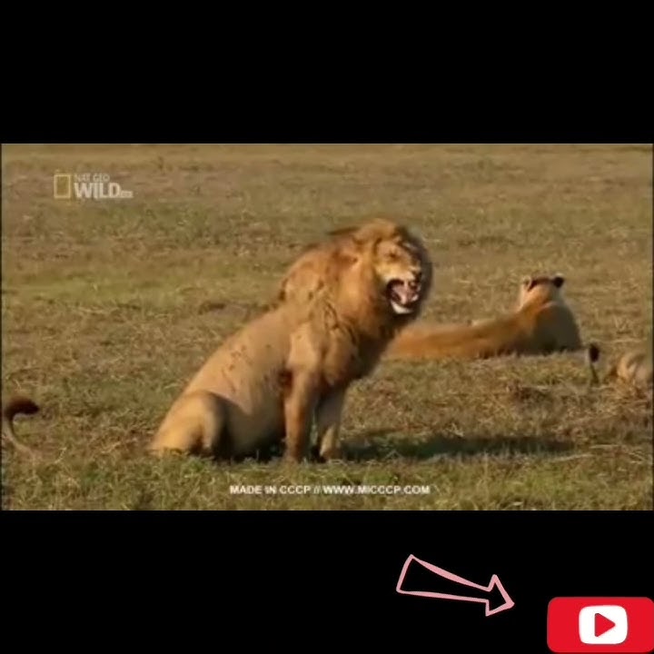 🔴 TARIK SIS SEMONGKO Story WA 'VIRAL RAL RAL' 🤣