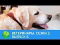 Ветеринары. Игуана, золотистый ретривер, птенец чайки, орловские рысаки. 2 сезон | Живая Планета