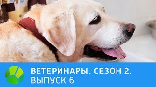 Ветеринары. Игуана, золотистый ретривер, птенец чайки, орловские рысаки. 2 сезон | Живая Планета