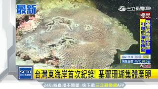 台灣東海岸首次紀錄！基翬珊瑚集體產卵｜三立新聞台