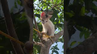തോട്ര പാക്കലാം.  360° surveillance.                    #cat #petshorts #pets