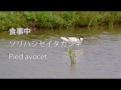 【食事中】ソリハシセイタカシギ Pied avocet
