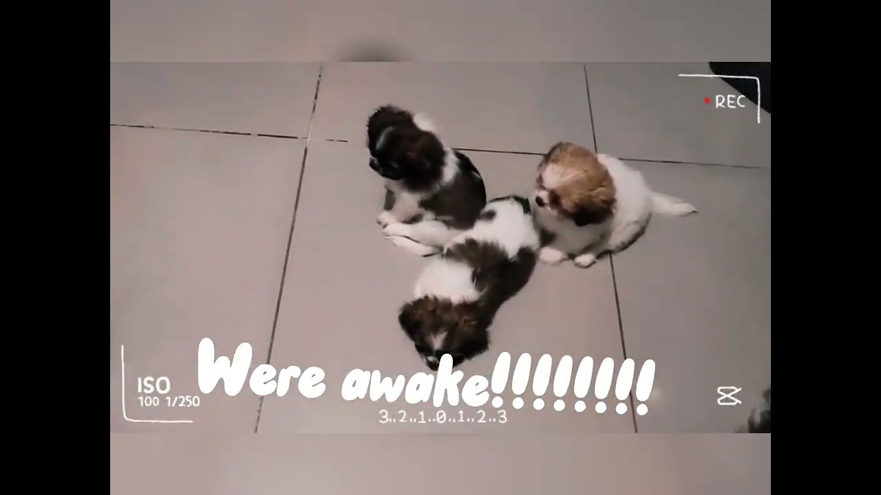 The daily routine  of the playful puppies shih tzu