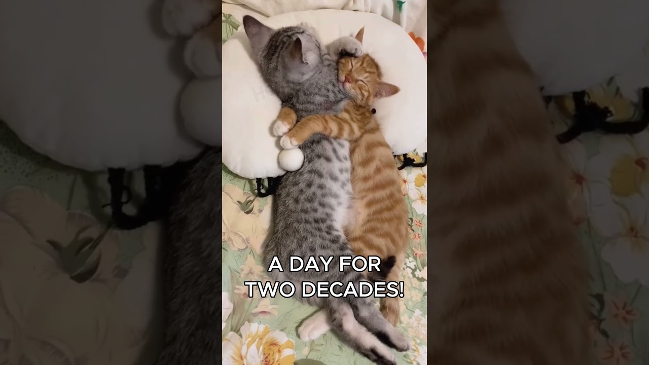 How Long Do Cats Live? 