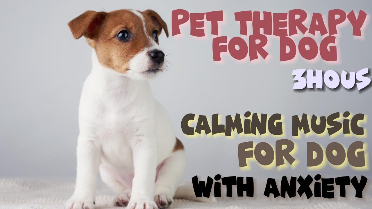 Picture of 🐶[PET MUSIC] Calming Music FOR DOGS with Anxiety - YouTube