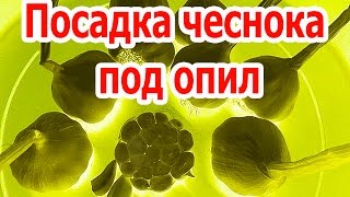 Посадка чеснока под опил  &amp; Дача &amp; Сад &amp; Огород