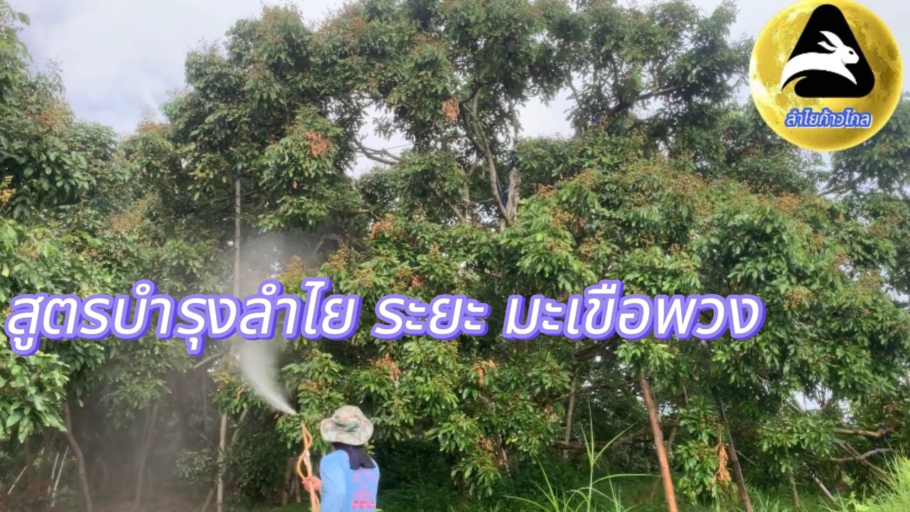 #สูตรบำรุงลำไยระยะมะเขือพวง