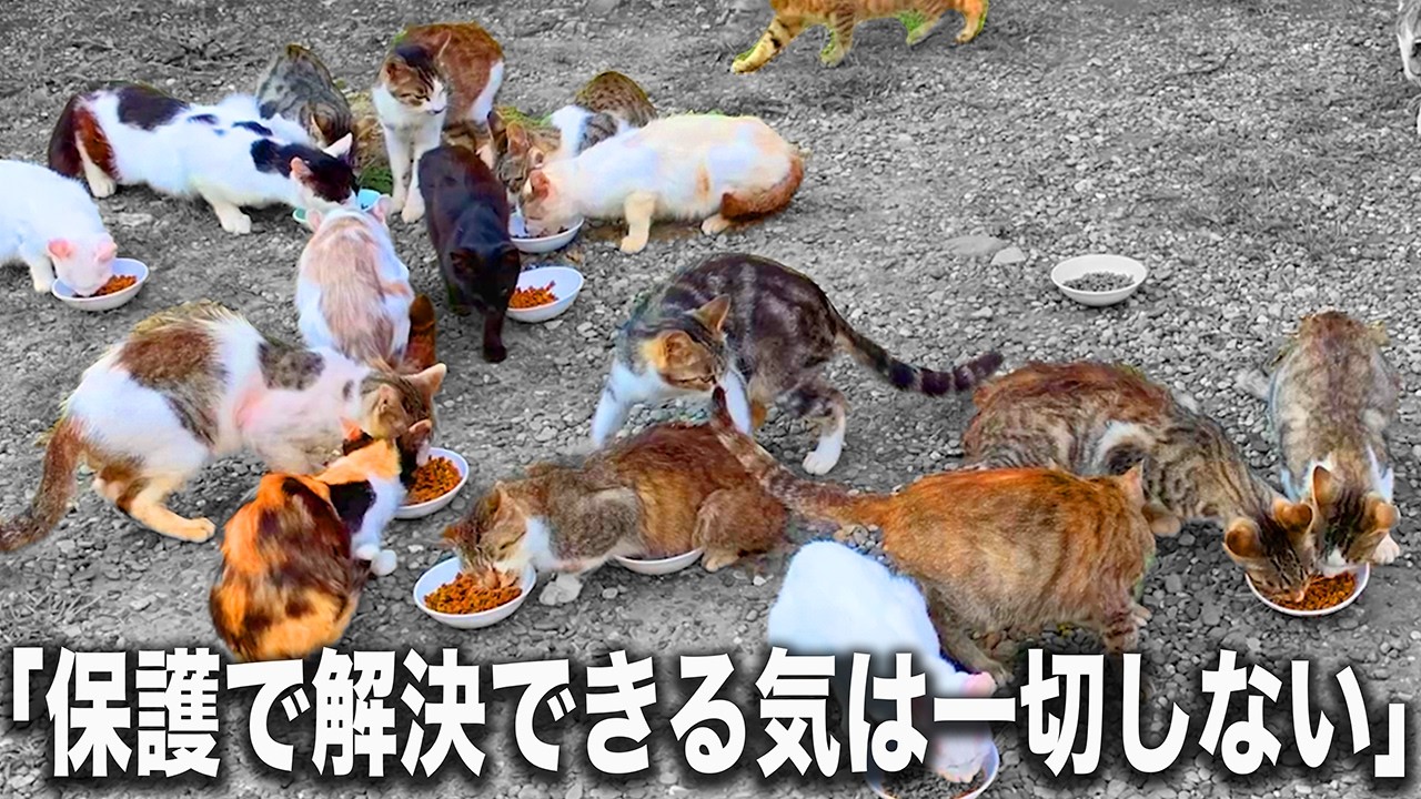 途方がない】増えるのが早すぎる！どうしていいか分からないでも