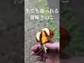 キノコ初物( 7月下旬頃)