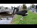 New Black Swans for 2021 in Dawlish
