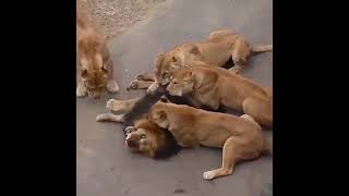 Group Of Female Lions Fight Male Lion | Dangerous Lion Attack | Karak KPK pure | #fighter