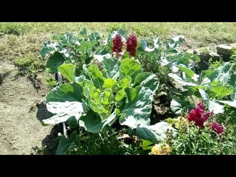 Video: Petrovská Zeleninová Zahrada Ve Strelně Otevřela Rusům Mnoho Rostlin