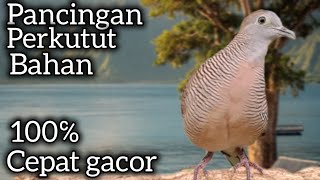 PANCINGAN PERKUTUT BAHAN BIKIN RAJIN BUNYI CEPAT GACOR. 