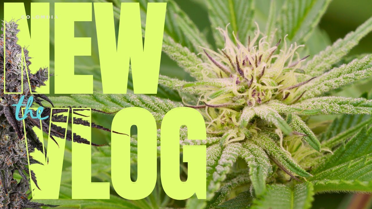 Greenhouse & Indoor Tents in Full Explosion!