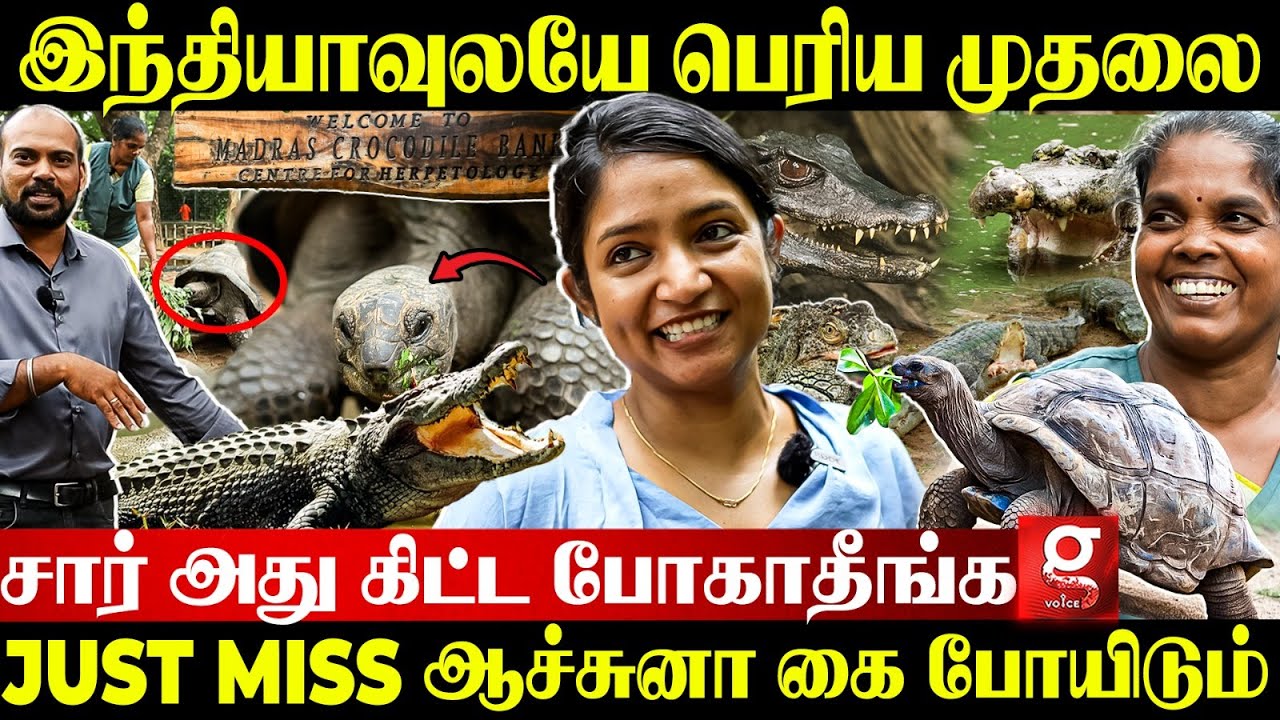 120 வயசு ஆமை to ராட்சத முதலை😍🔥 சென்னையில இப்படி ஒரு பண்ணையா?👀 India's 1st Crocodile Bank Live Visit🐊