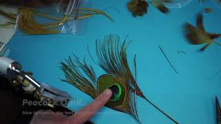 Stripping Peacock Quills Using a Eraser/Rubber with Davie McPhail