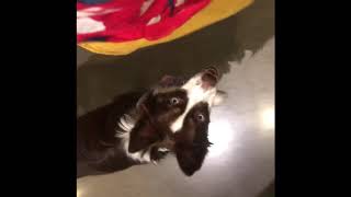 Obedience training with Meka by Captivating Canines 289 views 3 years ago 1 minute, 46 seconds