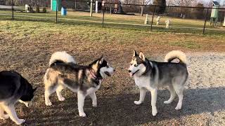 Mishka the husky