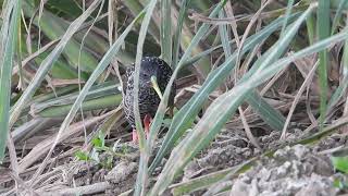 Spotted rail (Pardirallus maculatus), Saracura-carijó