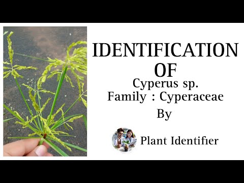 Cyperus sp. | Plant identification | Cyperaceae | Botany | #botany #plants #youtube #viralvideo