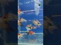 New Chonky Babies Fish in aquarium 🐠🐟 #aquaterragarden #aquarium #goldfish #trending