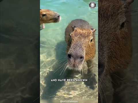 Capybara  🦫 The Friendliest Creature on Earth!