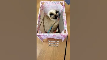 Вот почему кошка ходит мимо лотка
