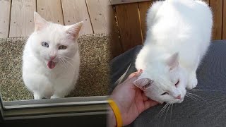 Resourceful Cat Sneaks Into Neighbors' Home Every Day For Food And Love