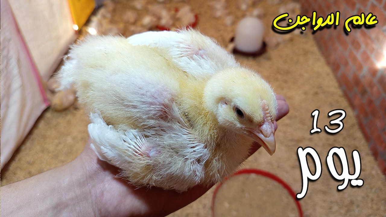 Продолжительность жизни белых цыплят: 13 дней | Лечение кокцидиоза, вес цыплят, система выращивания