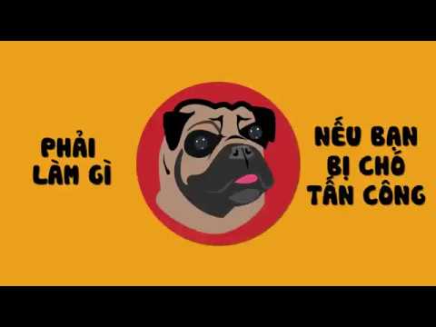 Video: Phải Làm Gì Nếu Bị Chó Tấn Công