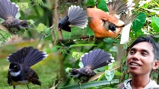 pikat burung sikatan / kipasan TRIK PIKAT JITU ATASI SIKATAN SUSAH DI PIKAT