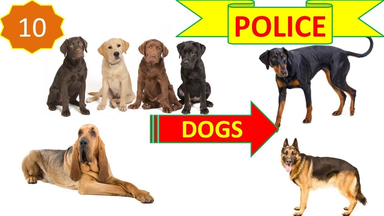 top 10 police dog breeds