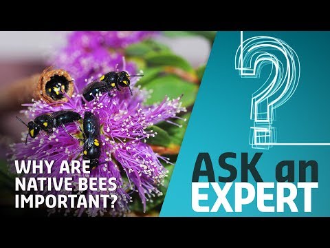 Video: Žádou včely shánějící potravu?