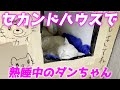 三毛母猫の旦那さんがセカンドハウスを使ってくれていました…♡[三毛母猫の旦那]