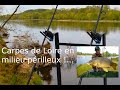 Carpes de Loire en milieu perilleux !!   Départs en direct !...