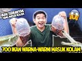 700 EKOR IKAN WARNA-WARNI MASUK KOLAM! LANGSUNG DIMAKAN IKAN PREDATOR DAN KURA-KURA!