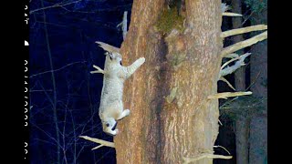 Bobcat, Bear, and Others Climb Tree