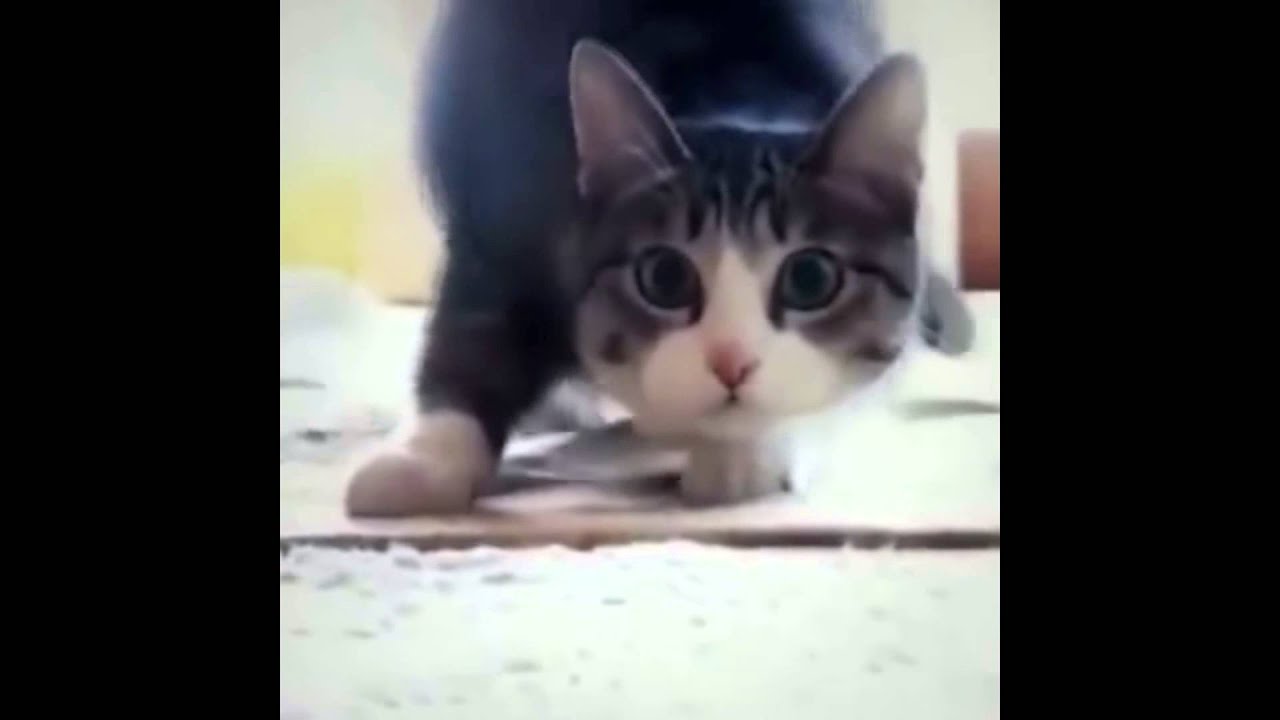 Wiggle Cat ** YouTube