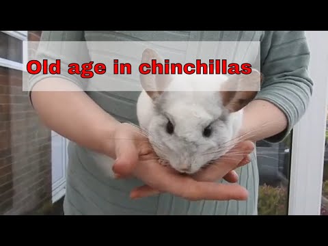 Video: How To Determine The Age Of A Chinchilla