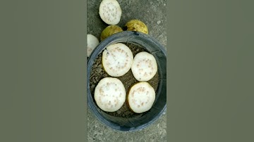 How to grow guava tree from fresh seeds #guava #shorts