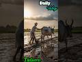 Village Life Daily Vlog 🌾 | Paddy Seeds Preparation | Real Indian Farming Routine #shorts #trending