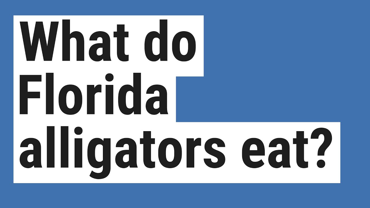 What do Florida alligators eat? - YouTube