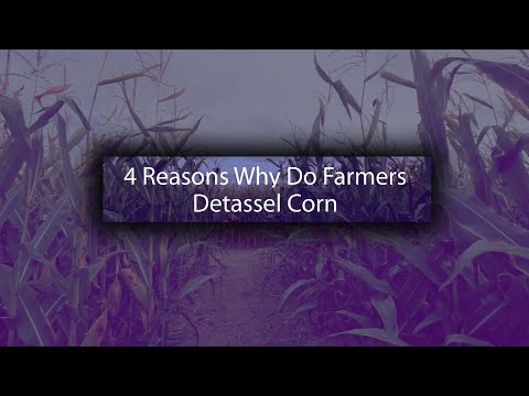 Wideo: Ile kosztuje usuwanie wiech z kukurydzy w 2021 roku?