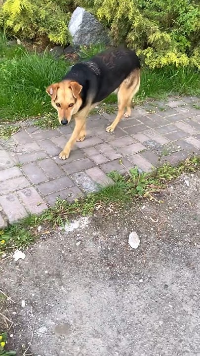 #вуличний #одинокий #собака #дворняга #пес - YouTube