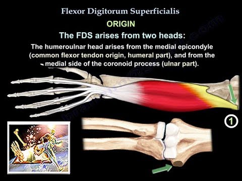 Video: Flexor Digitorum Superficialis Mišični Izvor, Anatomija In Delovanje - Body Maps