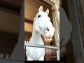 【ハヤヤッコのもぐもぐ動画】白毛のアイドルホース・ヤッコちゃんの幸せ青草タイム