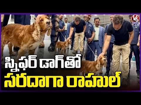 LOP Rahul Gandhi’s Sweet Moment With Sniffer Dog at Mumbai Airport Goes Viral | V6 News - V6NEWSTELUGU